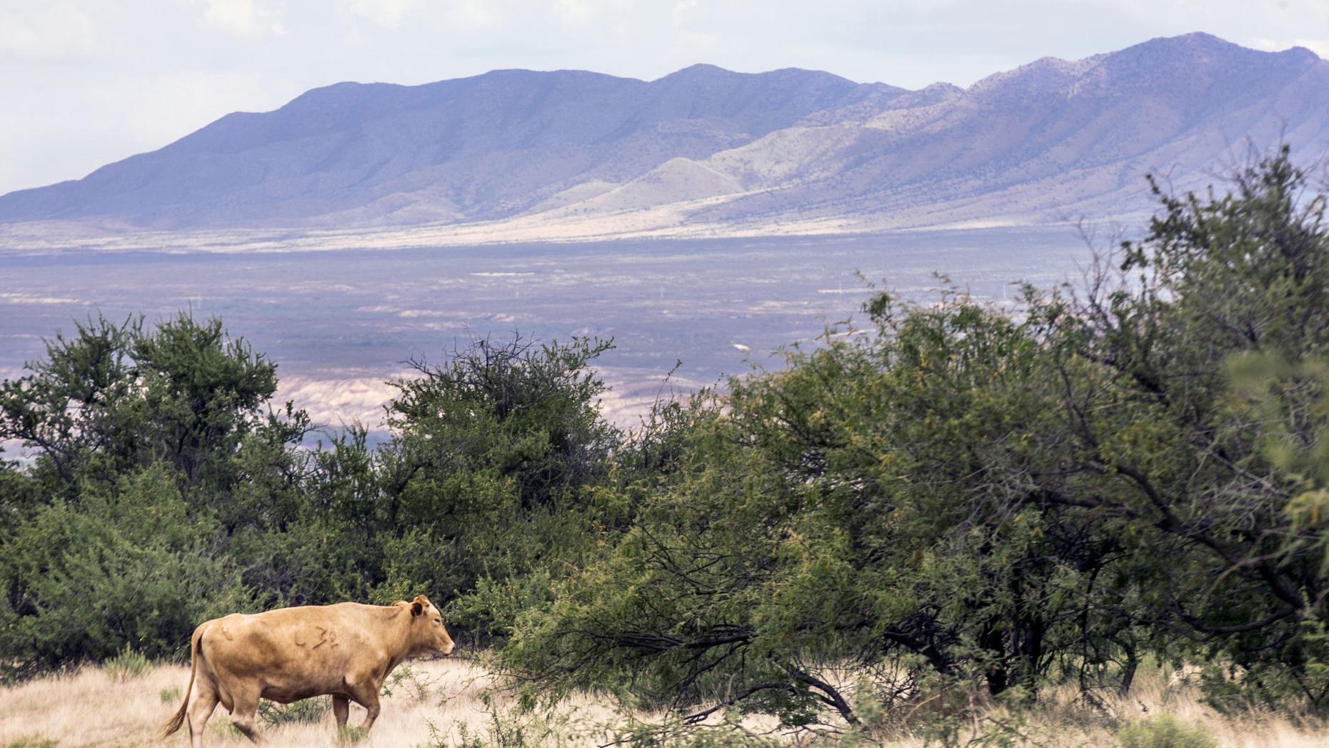 Wildlife service reversal bodes well for massive Benson development